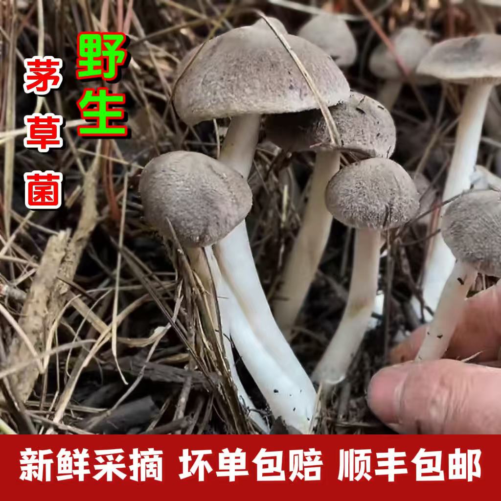 野生新鲜现采茅草菌小灰蘑菇棕灰口蘑毛草菌草鸡枞菌菇湖南贵州