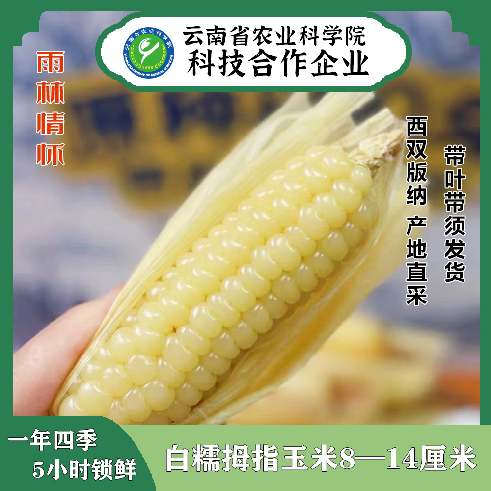 雨林情怀白糯拇指玉米西双版纳新鲜甜糯非转基因真空包装营养美味
