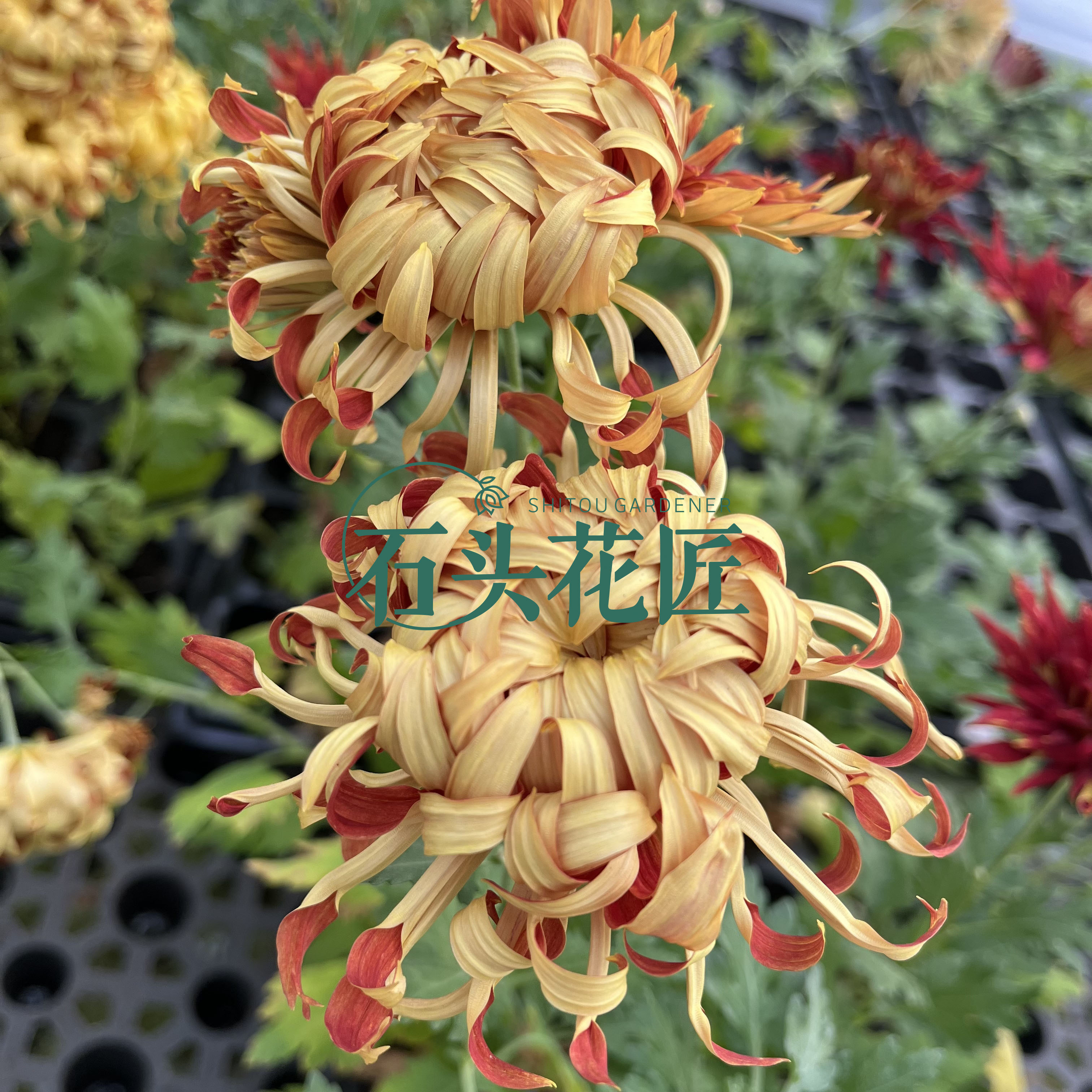石头花匠 江户菊 4个品种（新品）多年生宿根菊花苗