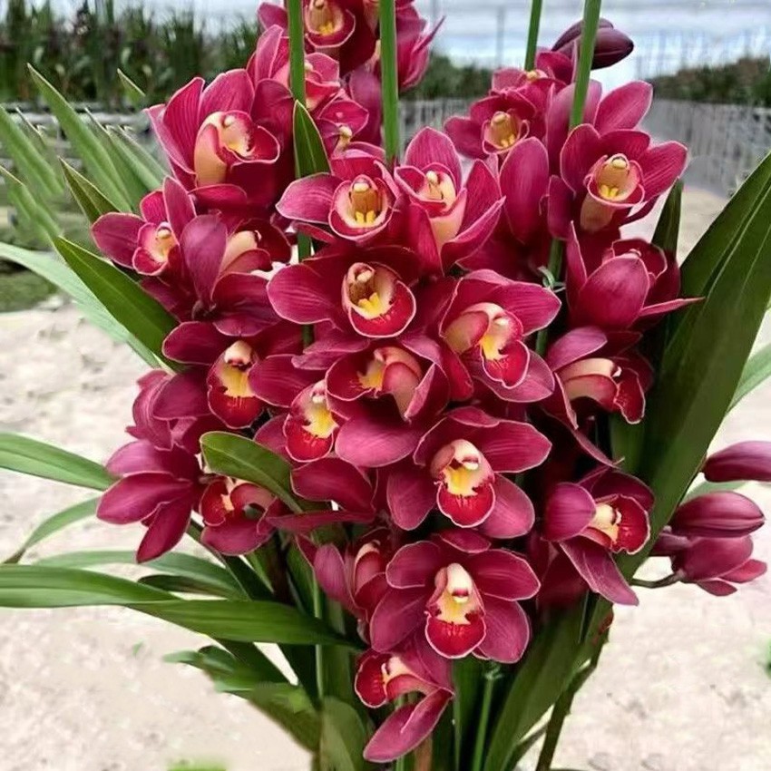 【年宵花】大花蕙兰大红袍带花苞春节室内客厅绿植盆栽喜庆花卉