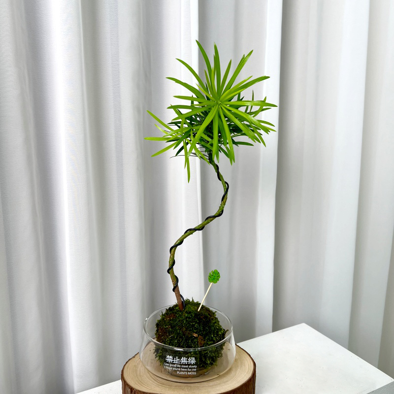 【喜半阴】罗汉松造型苔藓球水培植物室内办公室茶室客厅桌面绿植盆