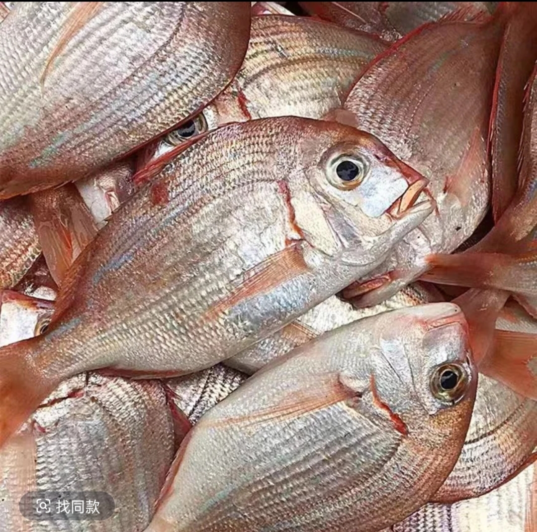广东惠来神泉港 小竹排扫莲红立鱼3-5条左右 清蒸煲汤红烧都可以。