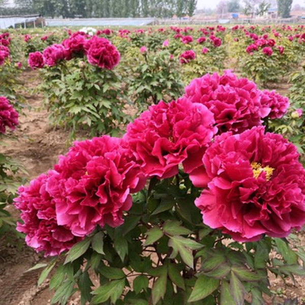 牡丹花苗盆栽高杆耐寒大苗庭院地栽室外重瓣大花洛阳牡丹花树苗