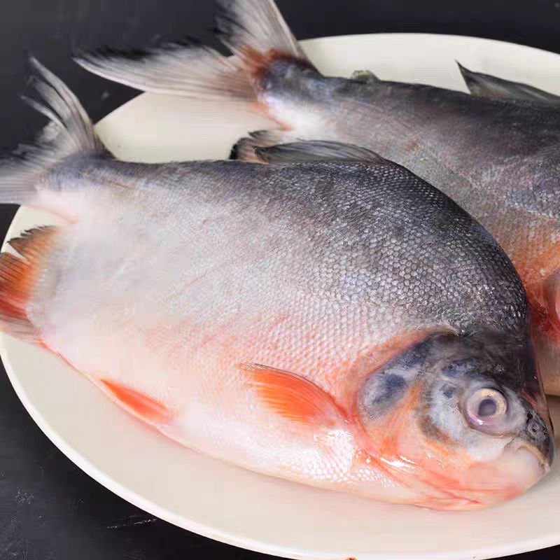 鲜活速冻大鲳鱼 6大条红鲳鱼肉厚刺少营养鲜美 450g-650g/条