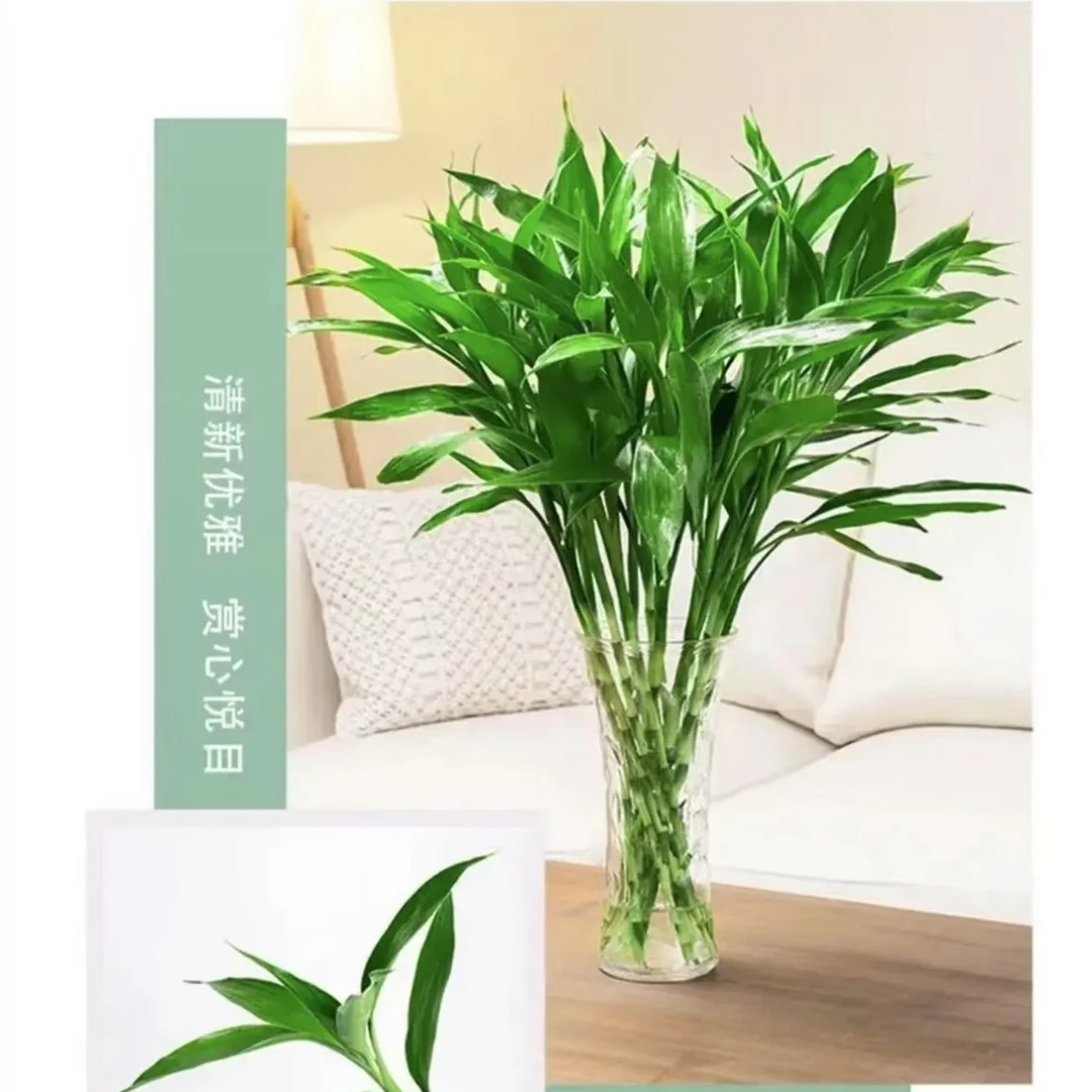 [新品特惠]客厅招财水培大叶富贵竹基地水养绿植盆栽净化空气吸醛