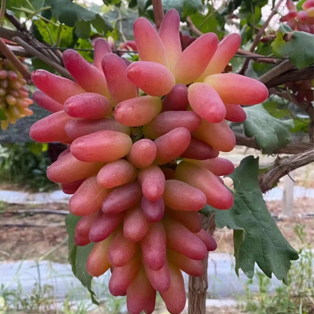 美人指葡萄苗大苗果树果苗爬藤嫁接苗当年结果四季葡萄树苖盆栽