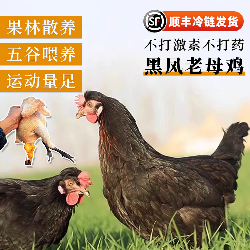 【两只散养黑凤鸡王】果林散养二年黑脚老母鸡净重到手5.2到5.8斤