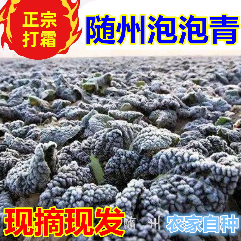 湖北随州特产泡泡青新鲜蔬菜打霜冻黑白菜农家自种绿色叶子青菜