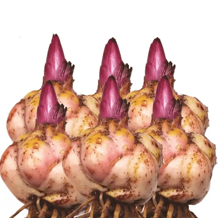 【带芽】香水百合花种球种浓香型花卉庭院阳台耐寒室内种植绿植盆栽