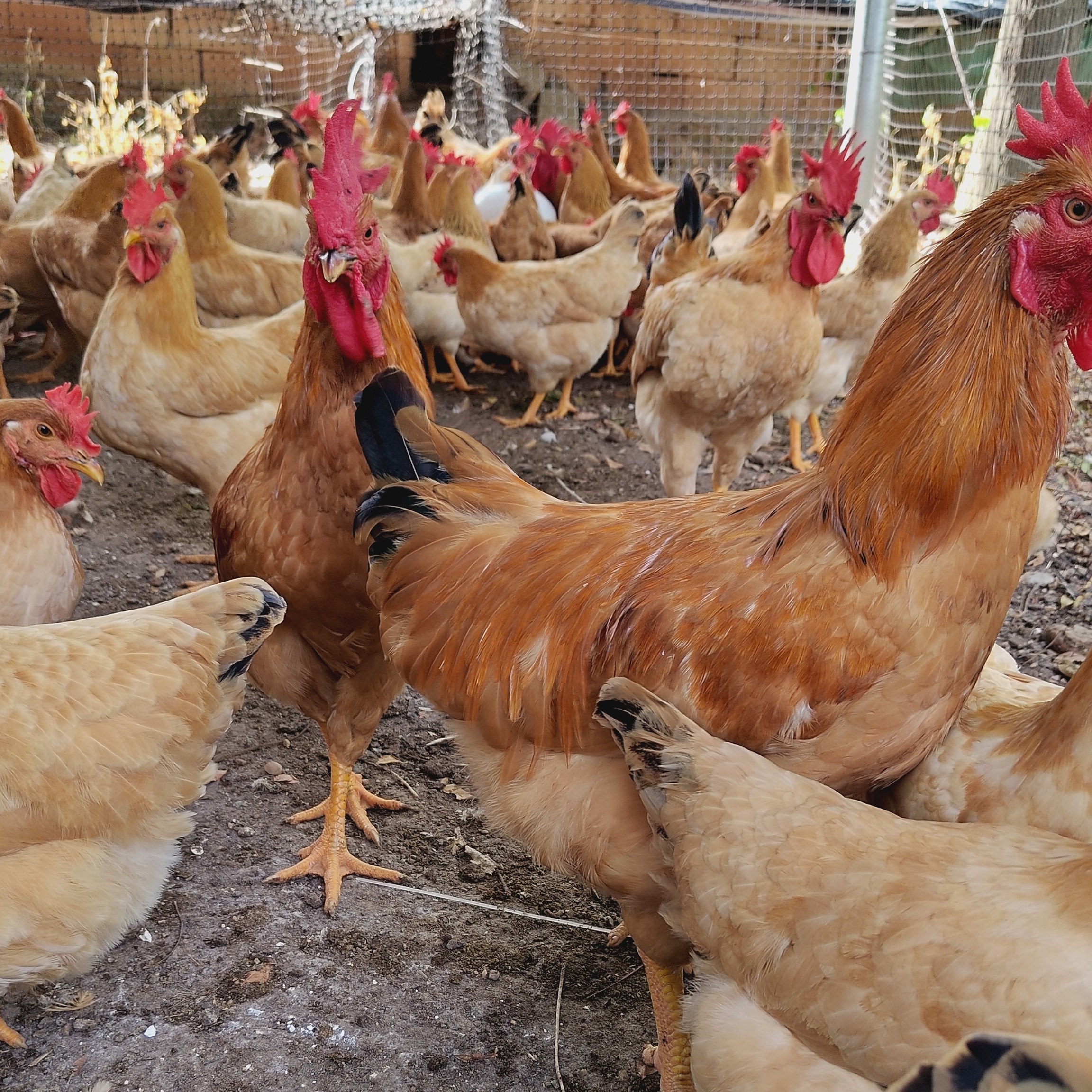 河田鸡发货到手顺丰发货宠物鸡