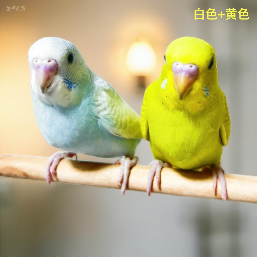 手养亲人可教说话的虎皮鹦鹉宠物活鸟