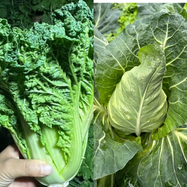 新鲜蔬菜大礼包2号 新鲜牛心菜和青白菜拼单共4斤