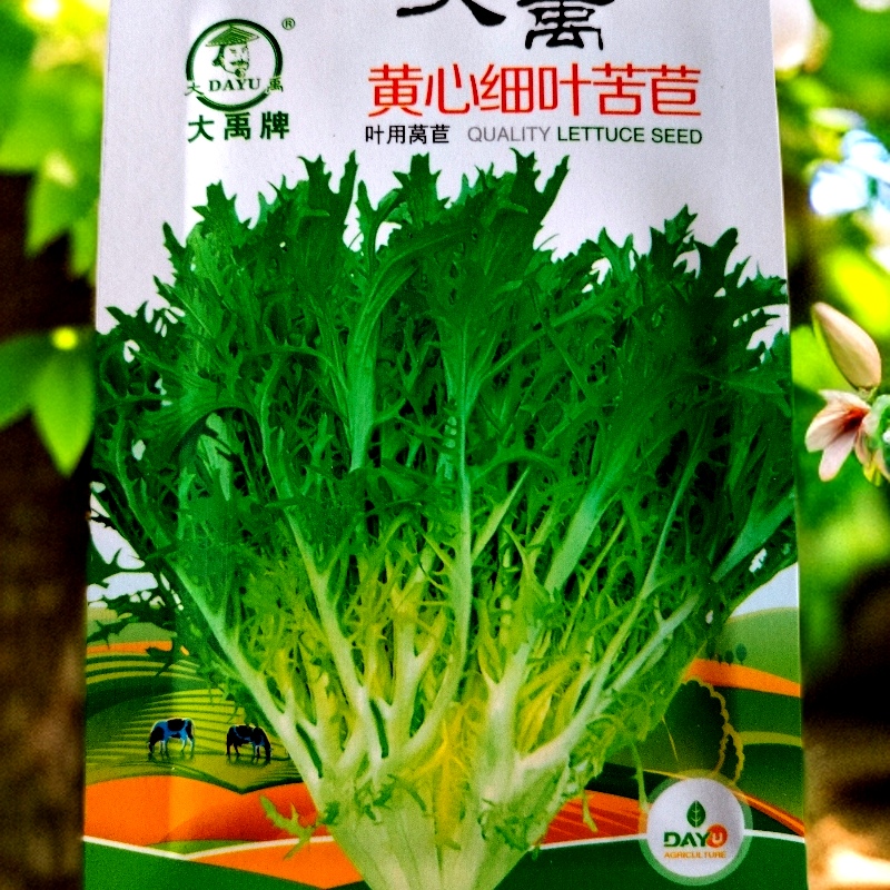 黄心苦苣籽拍一发二