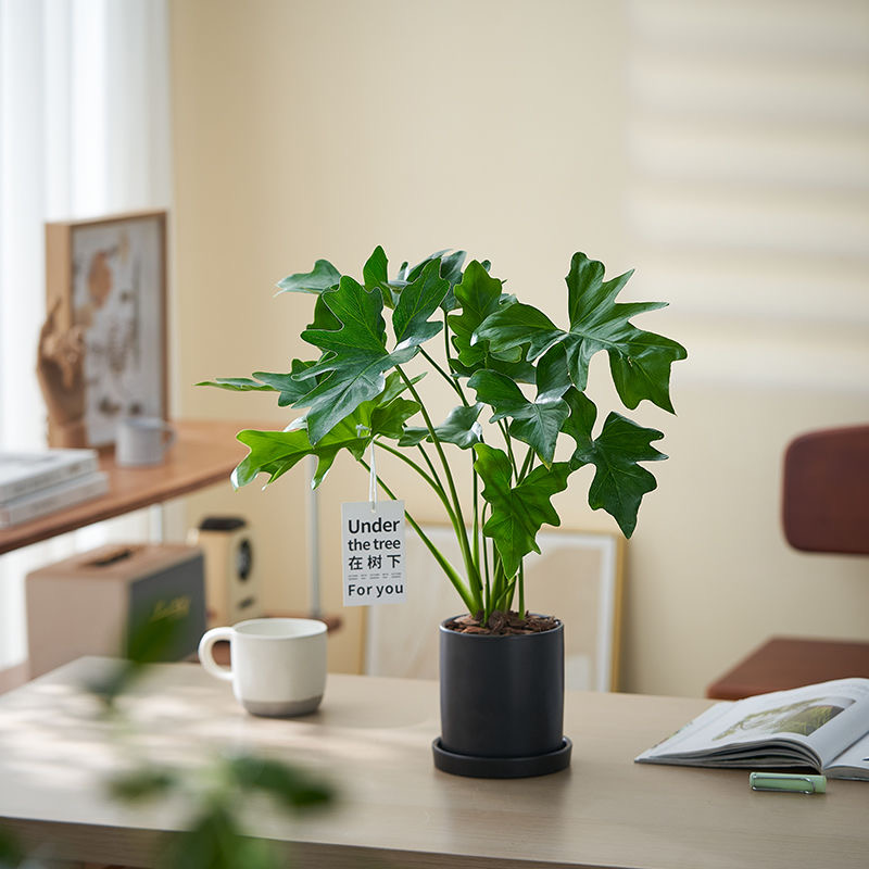 春羽绿植盆栽室内易养活花卉北欧风网红植物净化空气客厅办公室