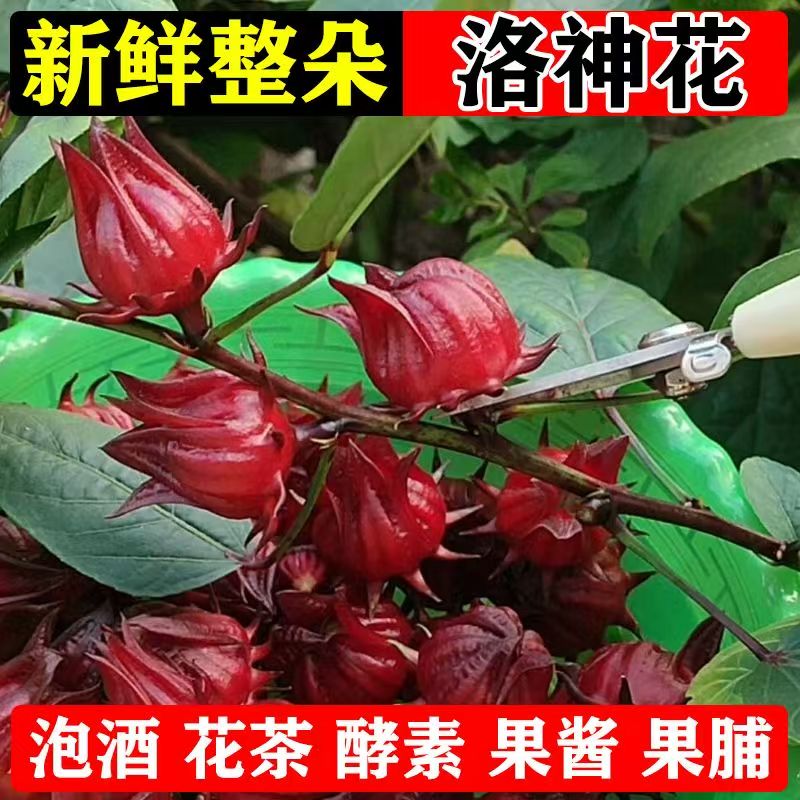 正宗食用洛神花 玫瑰茄 红桃K带土 泡酒泡茶家庭阳台盆栽地栽皆可