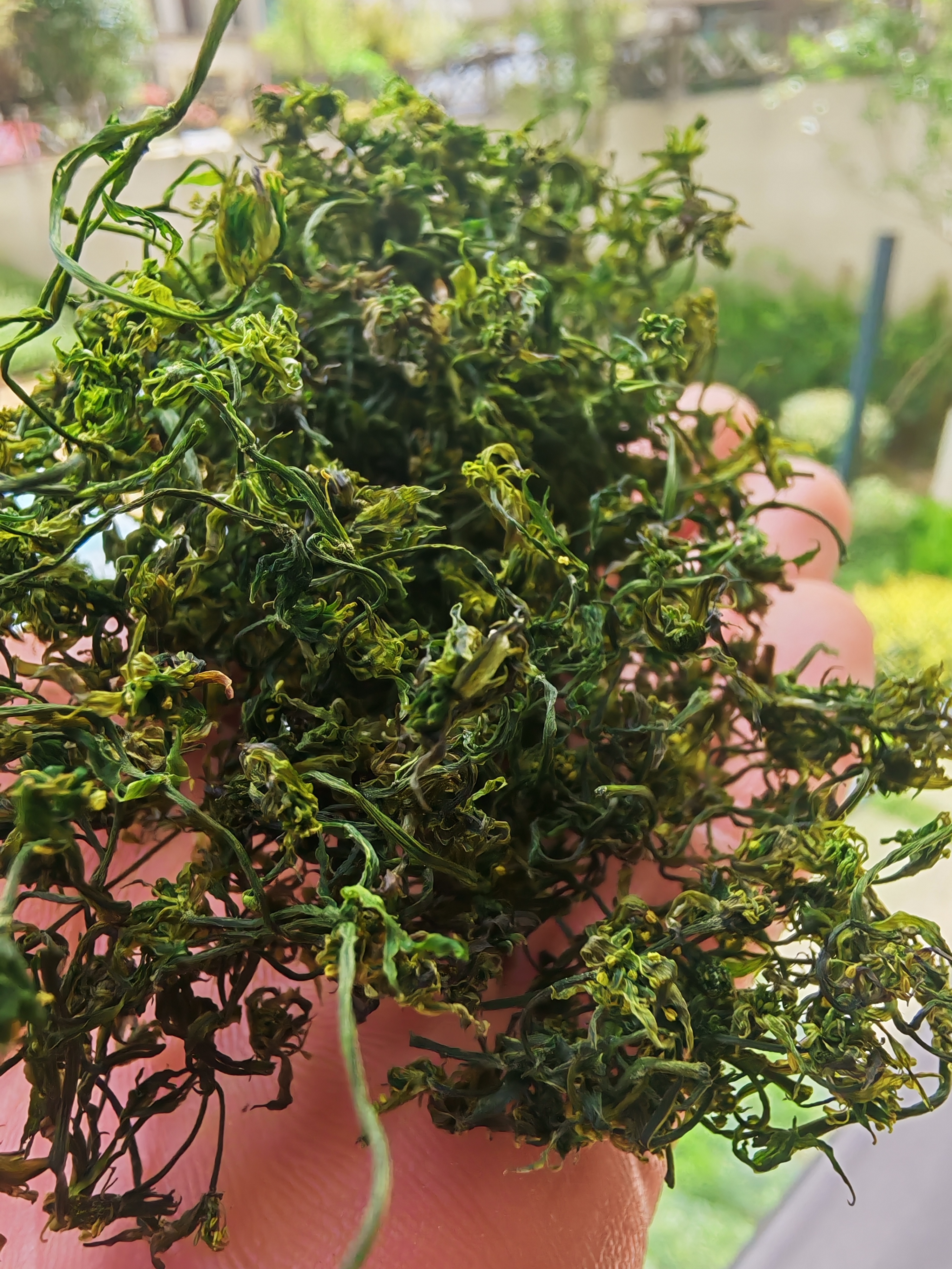 利川高山黄连花茶