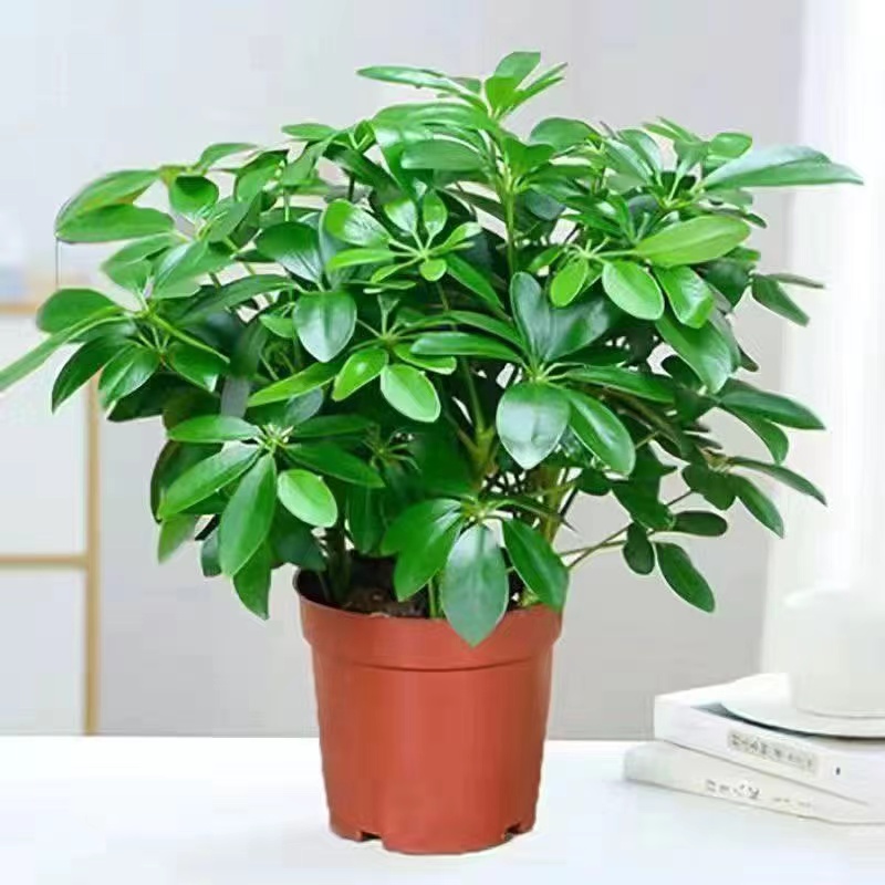 八方来财鸭脚木盆栽室内四季常青净化空气绿植花卉带盆土包邮