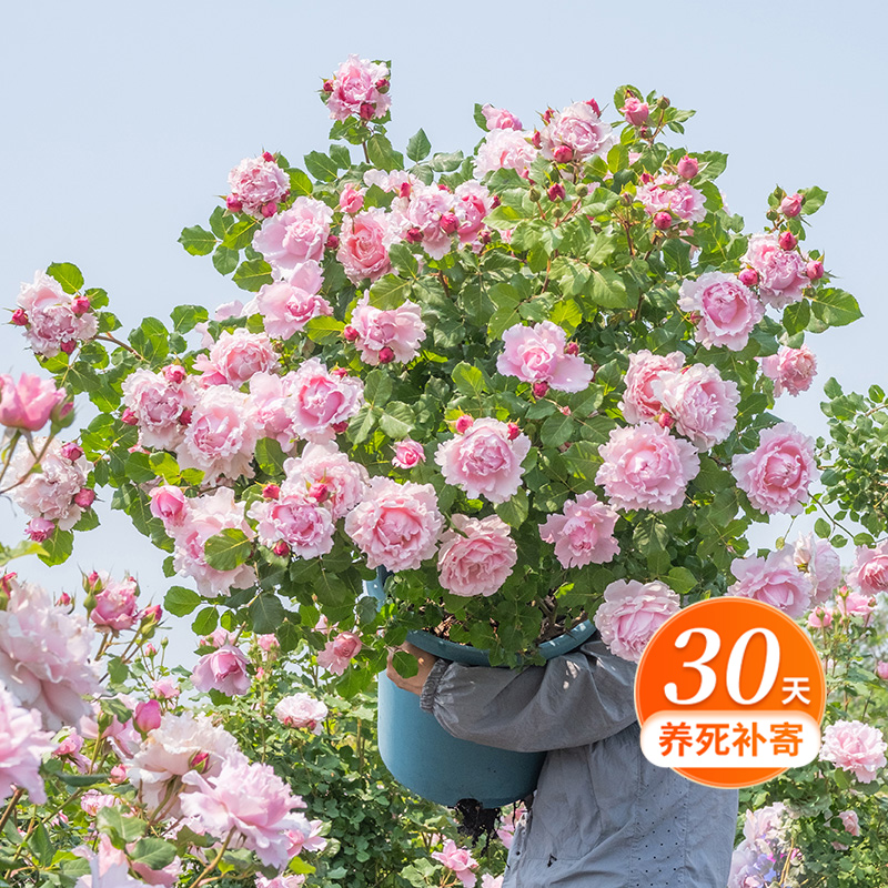 天狼月季 索菲罗莎 多季可藤可灌粉色波浪边月季盆栽