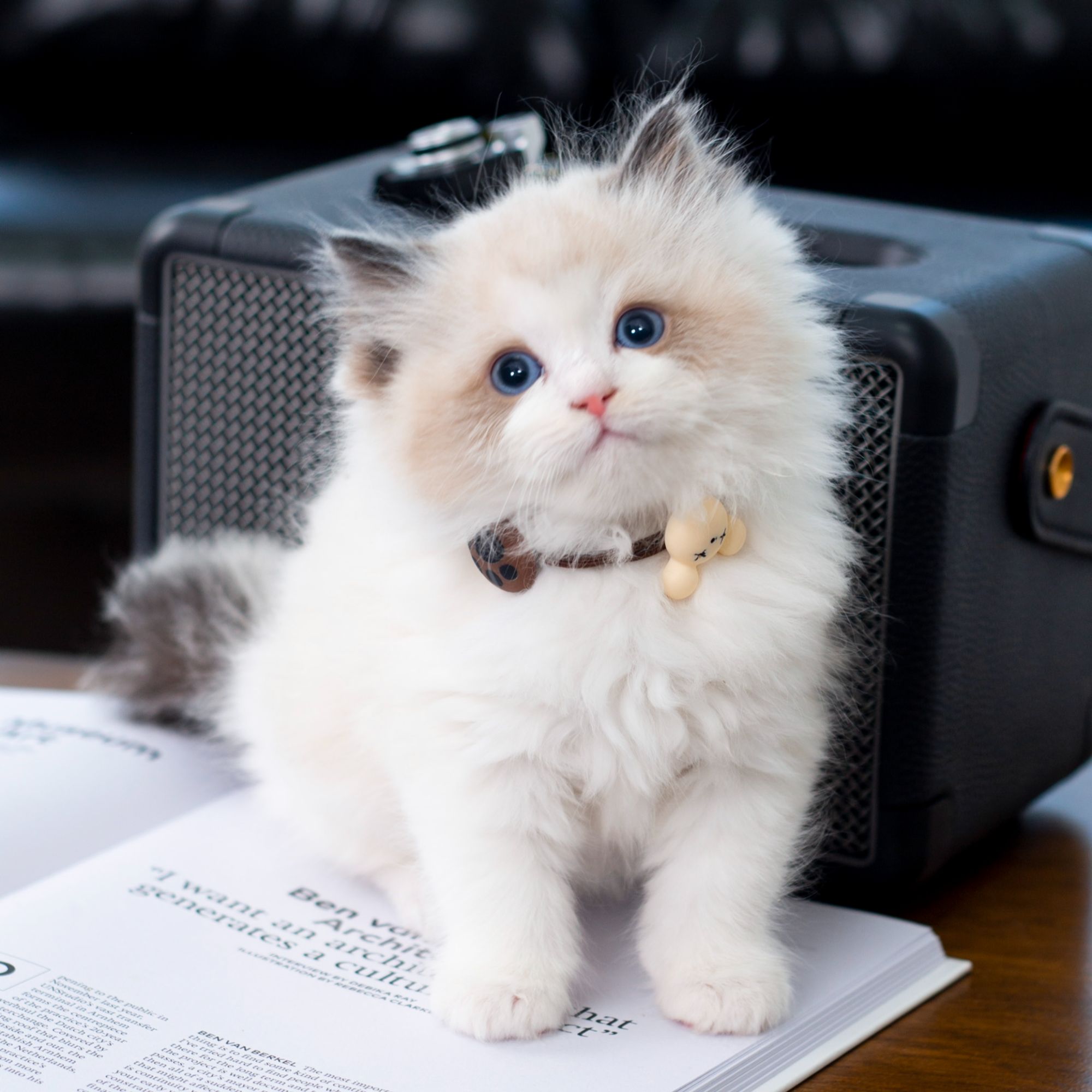 【C-猫咪】全品类宠物猫：布偶、金渐层、银渐层、缅因、矮脚、蓝猫  ...