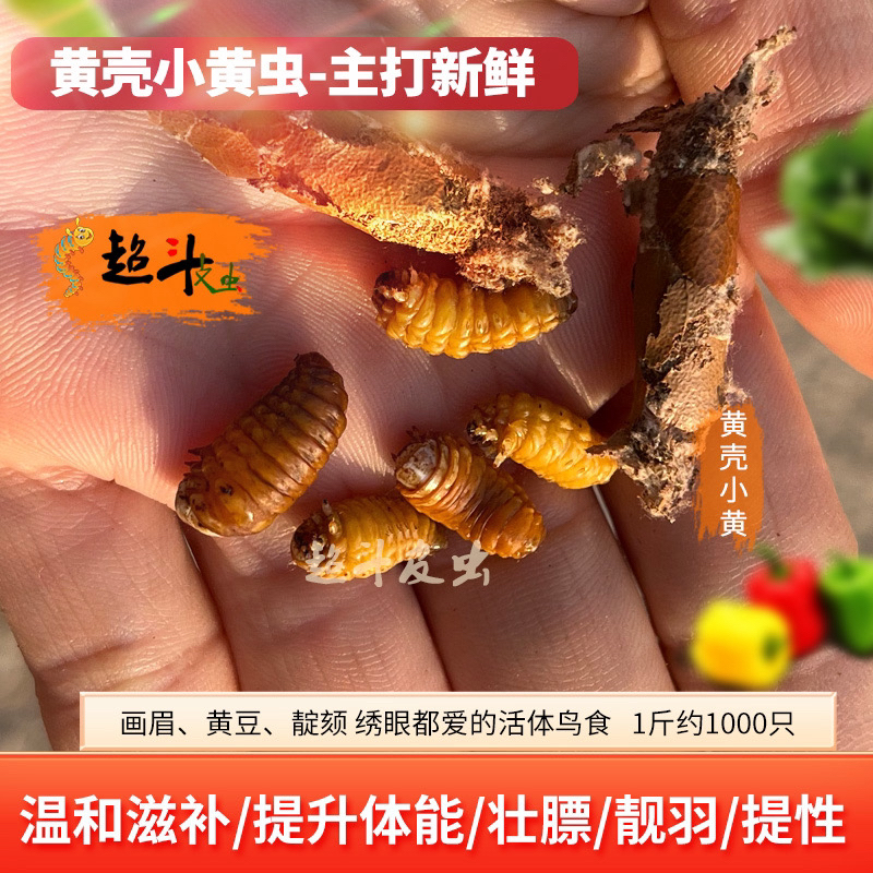 云南小黄虫小皮虫画眉黄豆绣眼顛颏鸟食虫