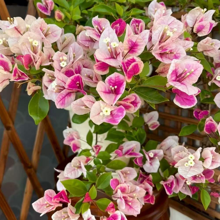 三角梅一物一拍四季开花勤花好养基地直发