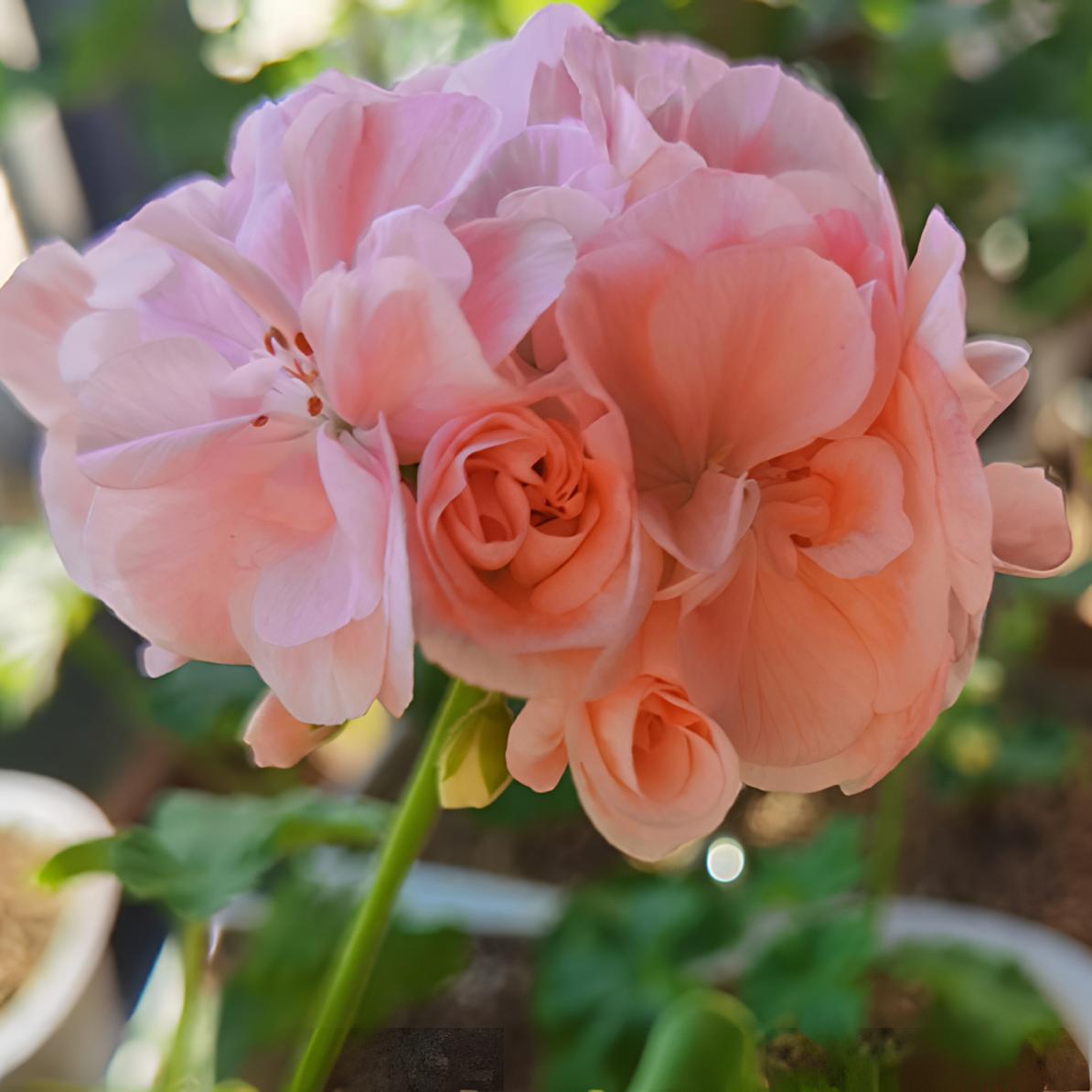 【丹麦女王 】宠粉浮力直立天竺葵 勤花 （无花苞 包对版 ）