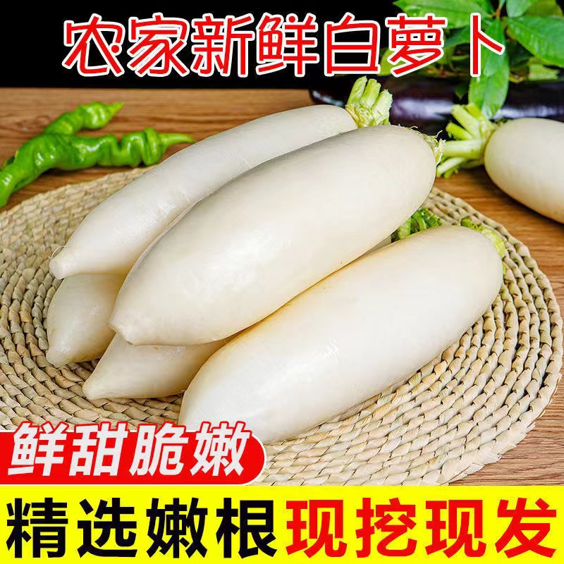 高山新鲜白萝卜脆甜蔬菜杏鲍菇农家现挖现发泡菜腌菜食材