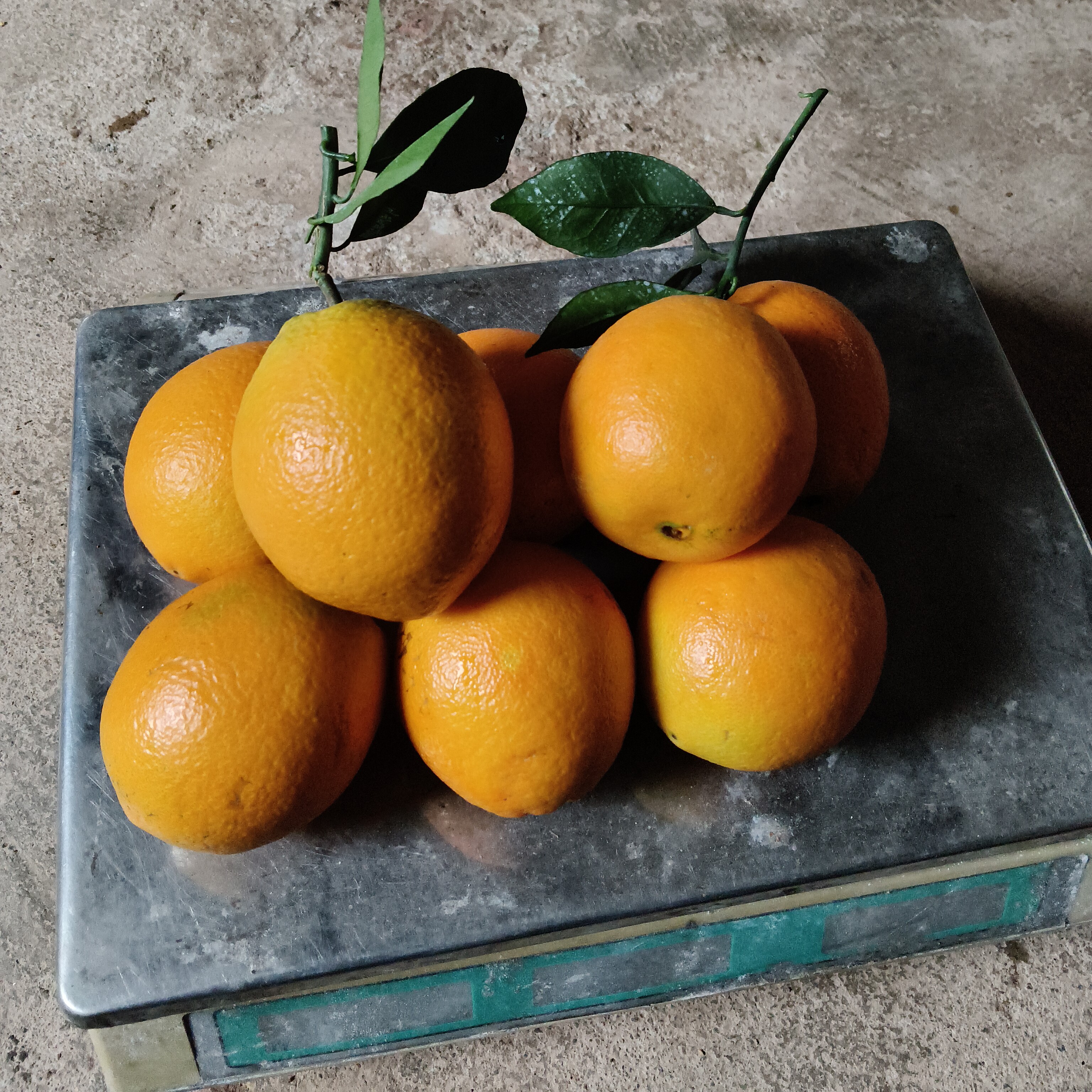正宗赣南脐橙5斤大小混装试吃果现摘现发