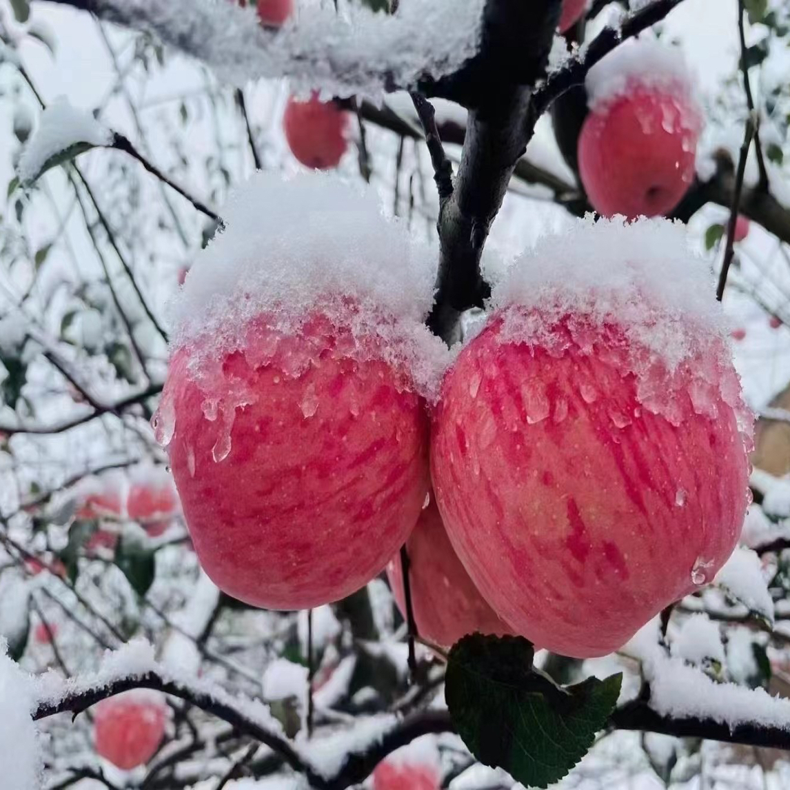 甘肃庆阳【精品红富士苹果18枚】净重10斤以上高端精品包装送礼