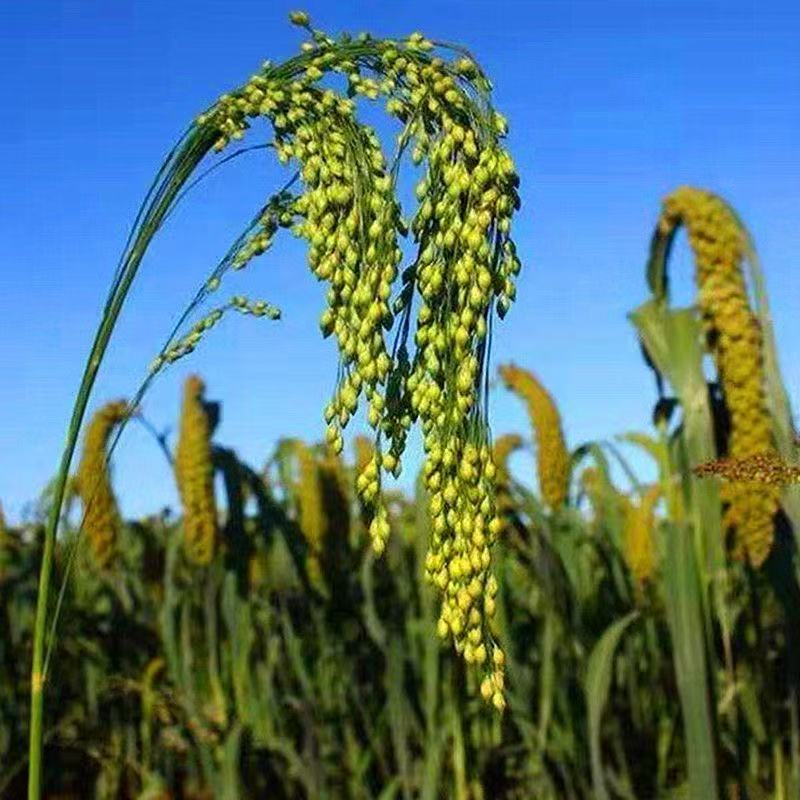 【苕帚糜子种子】四季种植品种阳台