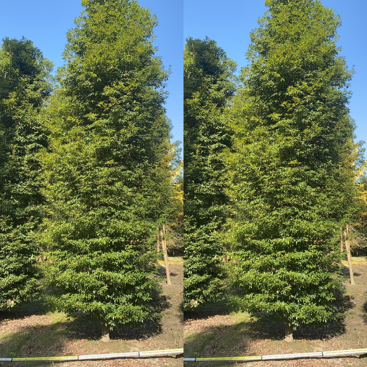 正宗四川小叶桢楠金丝楠木树苗别墅庭院空地种植工厂园林绿化工程