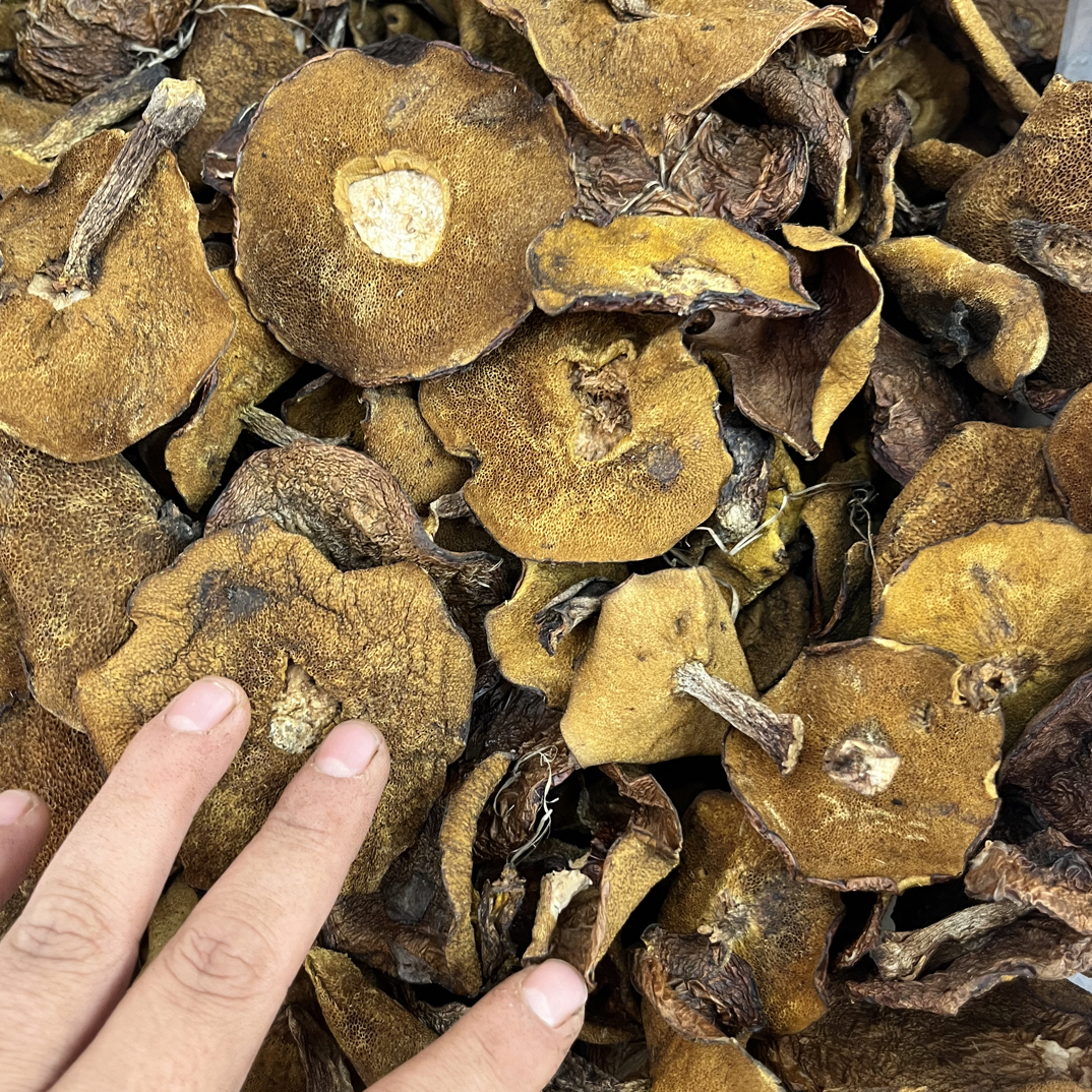 精挑好松蘑肉厚无根无碎渣小鸡炖蘑菇鲜香味浓松蛾子粘团子煲汤炒