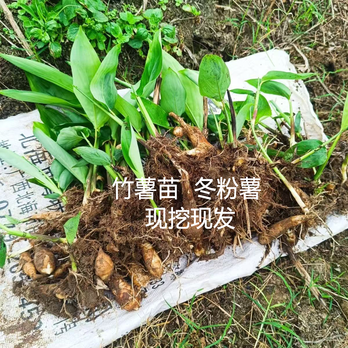 竹芋苗竹薯苗冬粉薯苗东京薯苗园林绿化苗耐寒庭院坡地种植现挖