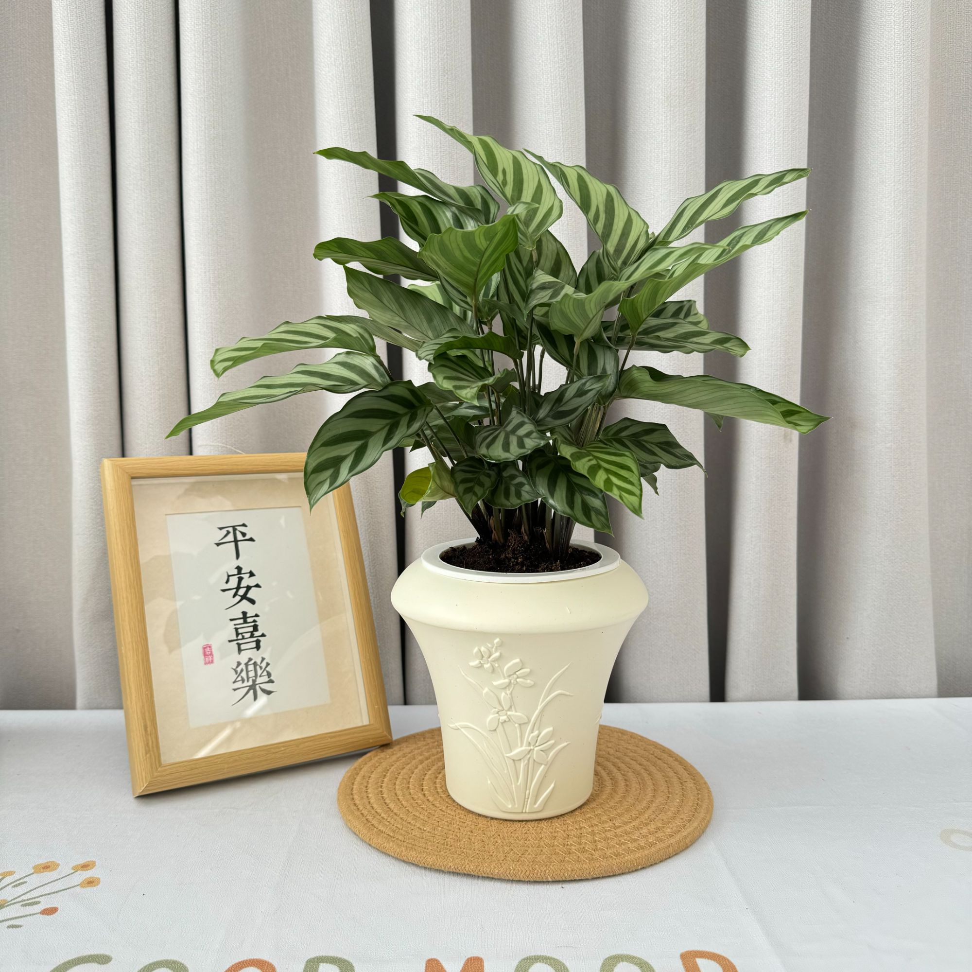 竹芋绿植盆栽观叶植物室内翡翠皇后易养活四季常青净化空气 美观