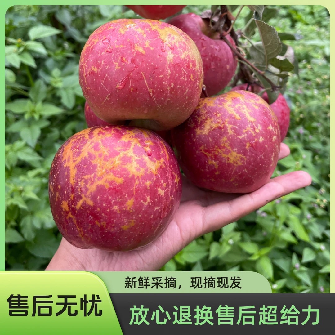 正宗云南昭通冰糖心丑苹果当季应季新鲜水果现摘产地直发脆甜多汁
