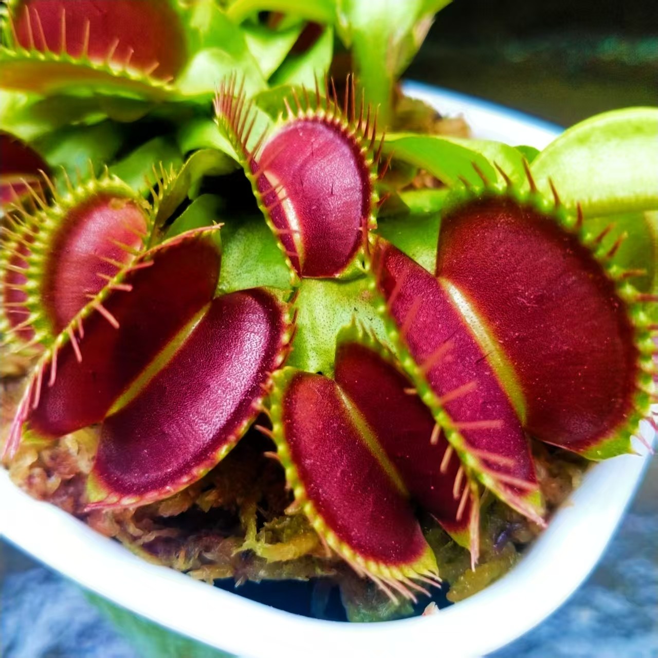 捕虫草食虫草猪笼草捕蚊子植物驱蚊植物食虫捕蝇草室内桌面小盆栽