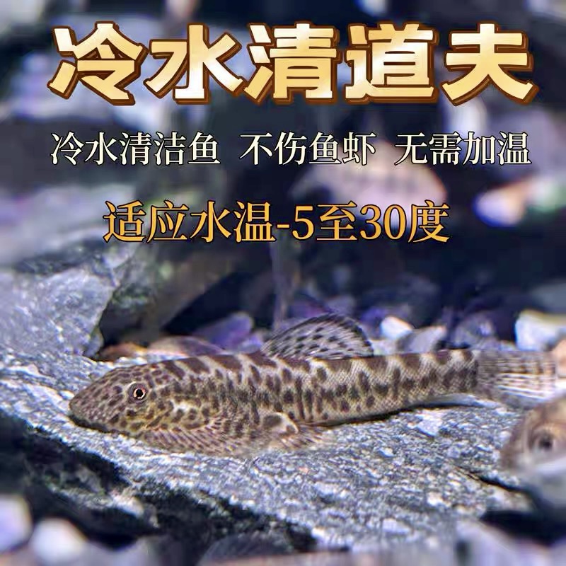 大吸盘 中国吸鳅鱼 双吸盘清洁工吸鳅 工具鱼 冷水鱼吃残渣擦玻璃