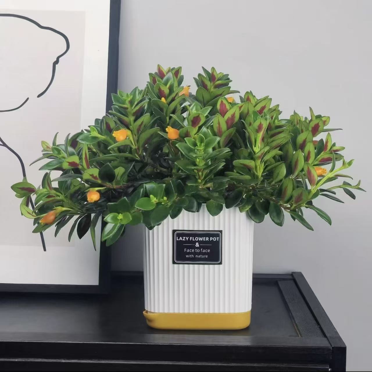 粉丝福利【 金鱼吊兰盆栽】植物室内客厅阳台好养花卉四季常青