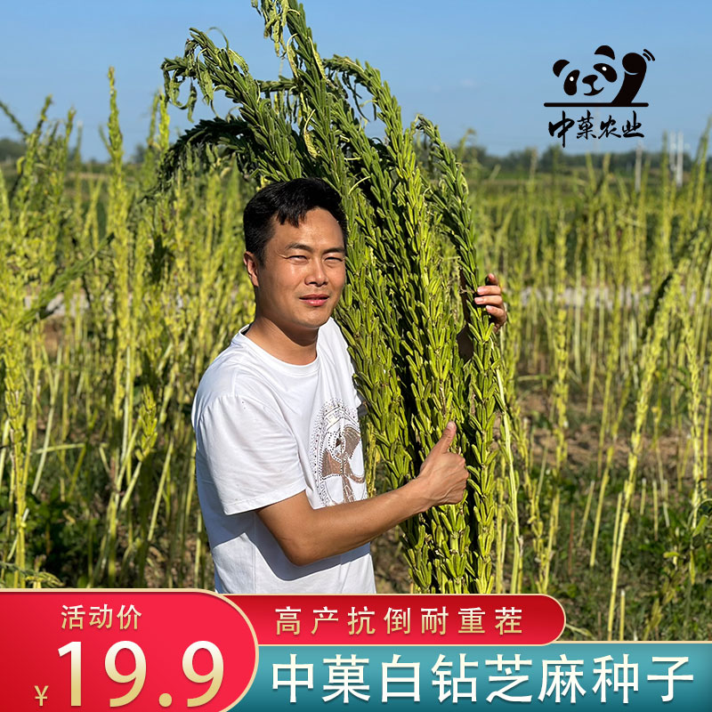 中菓农业白钻黑钻芝麻种子高产芝麻种子抗病抗旱抗倒黑芝麻种子