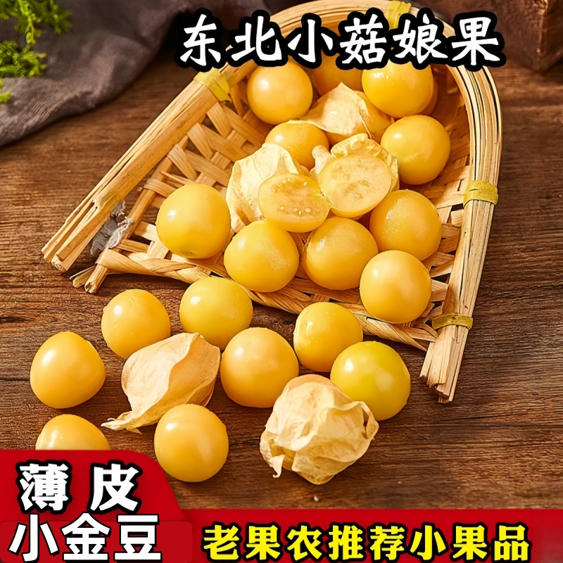 小菇娘果新鲜采摘鲜头茬小金豆果皮薄爆甜东北产地直发正宗菇娘果