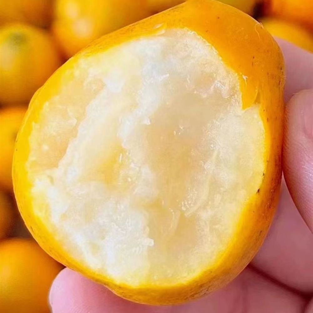 【新鲜采摘】广西脆皮金桔多汁新鲜当季水果无酸滑皮可带皮吃3斤QJ