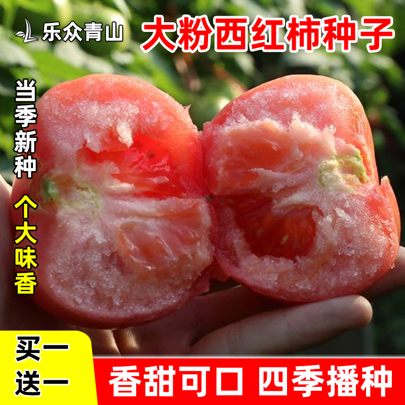老品种大粉西红柿种子毛粉柿子菜籽种植阳台花盆四季
