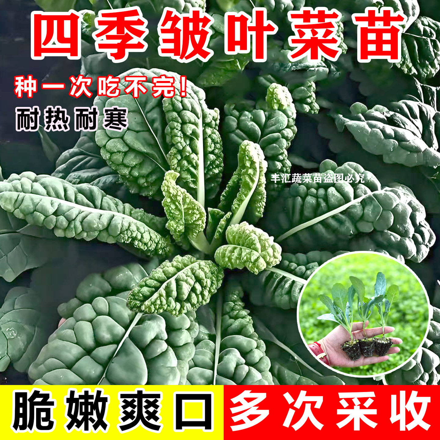 皱叶菜苗秧苗黑皱叶菜青菜紫羽衣皱皮甘蓝苗麒麟皱叶种苗四季盆栽