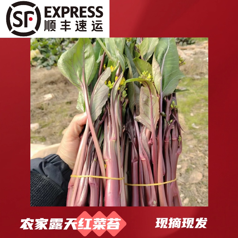 （红菜苔白菜苔）农家自种露天菜苔