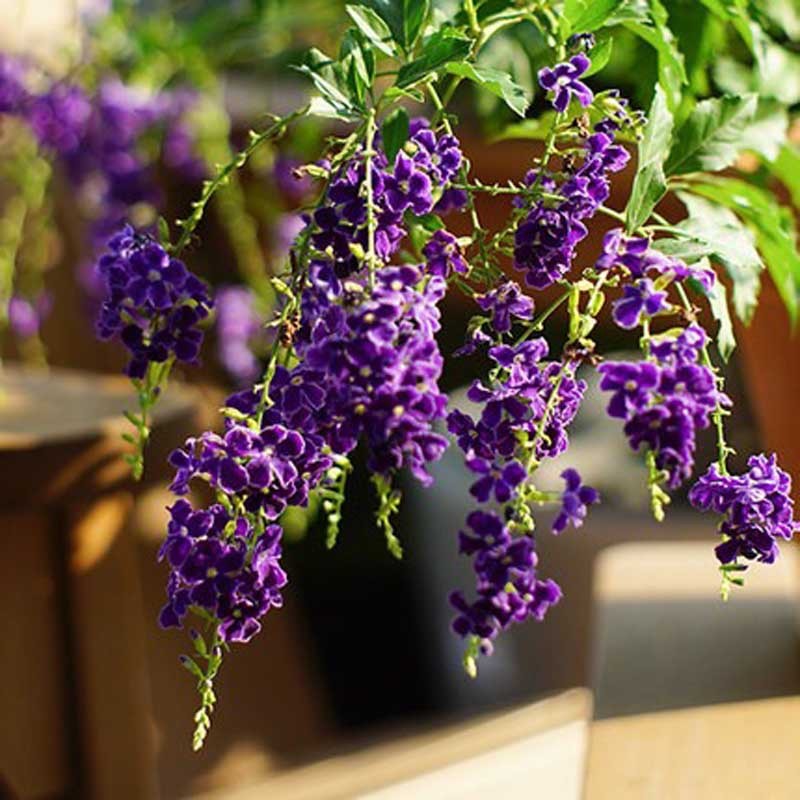 紫金露台湾连翘巧克力常绿灌木蕾丝金露花盆栽花卉浓香型四季植物