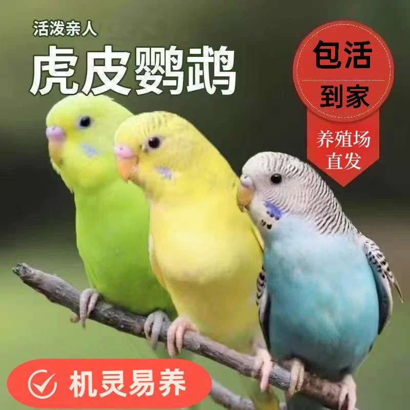 虎皮鹦鹉宠物鸟手玩亲人繁殖鸟宝妈农村城市运输包活