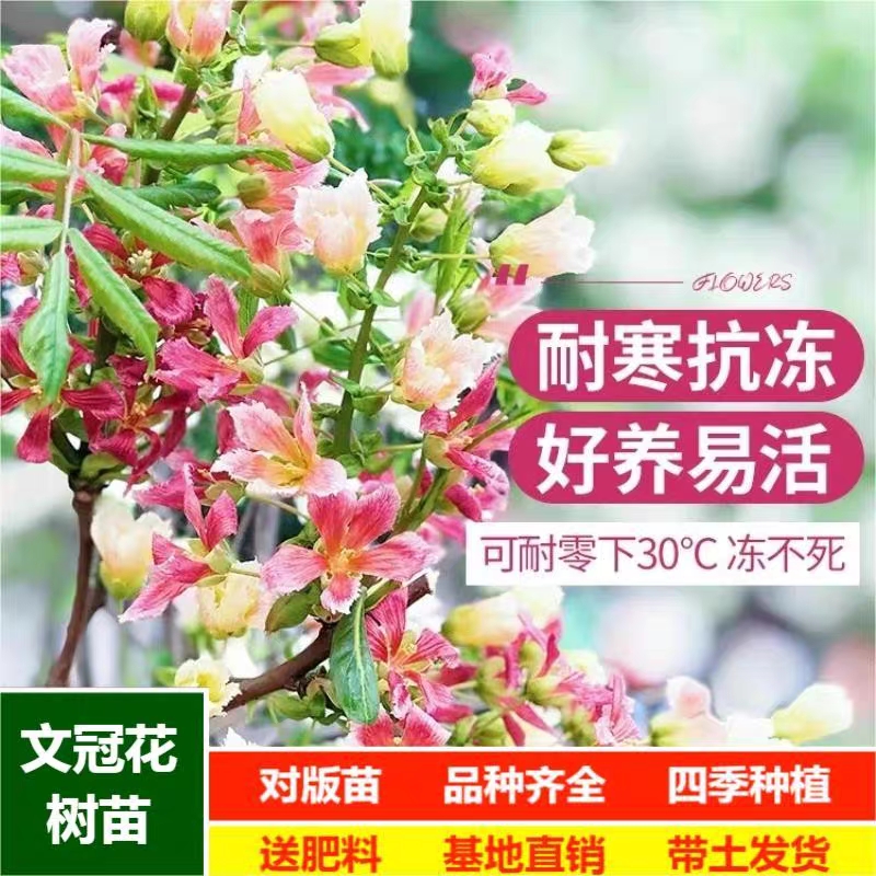 文冠花树苗文官果苗七彩五彩状元花树庭院南北方种植耐寒抗旱品种