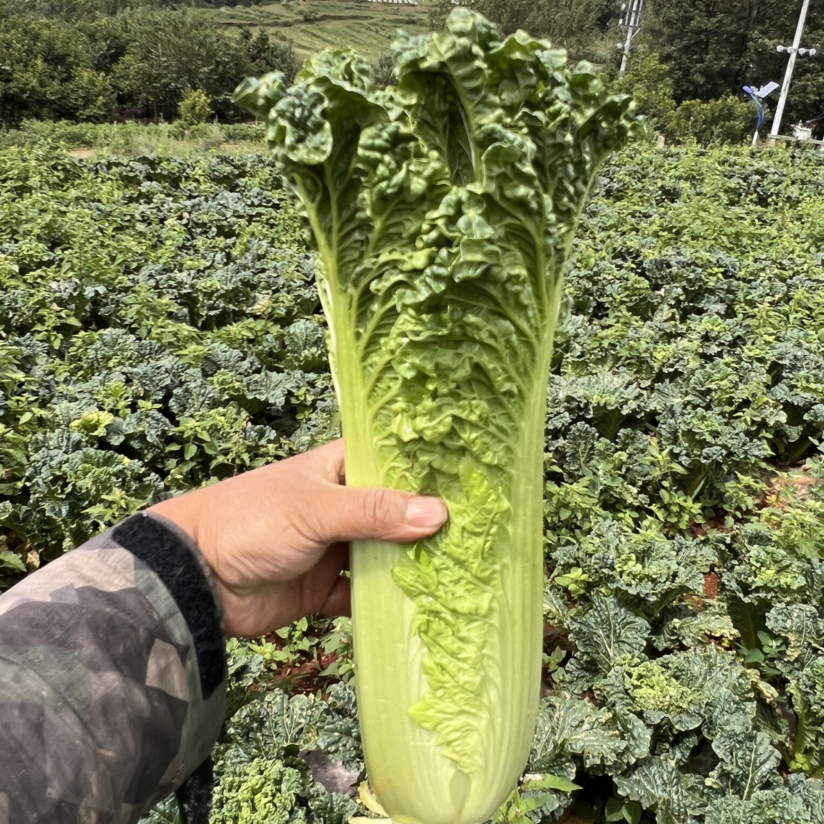 贵州高山露天自然生长青口白白菜现砍现发新鲜蔬菜