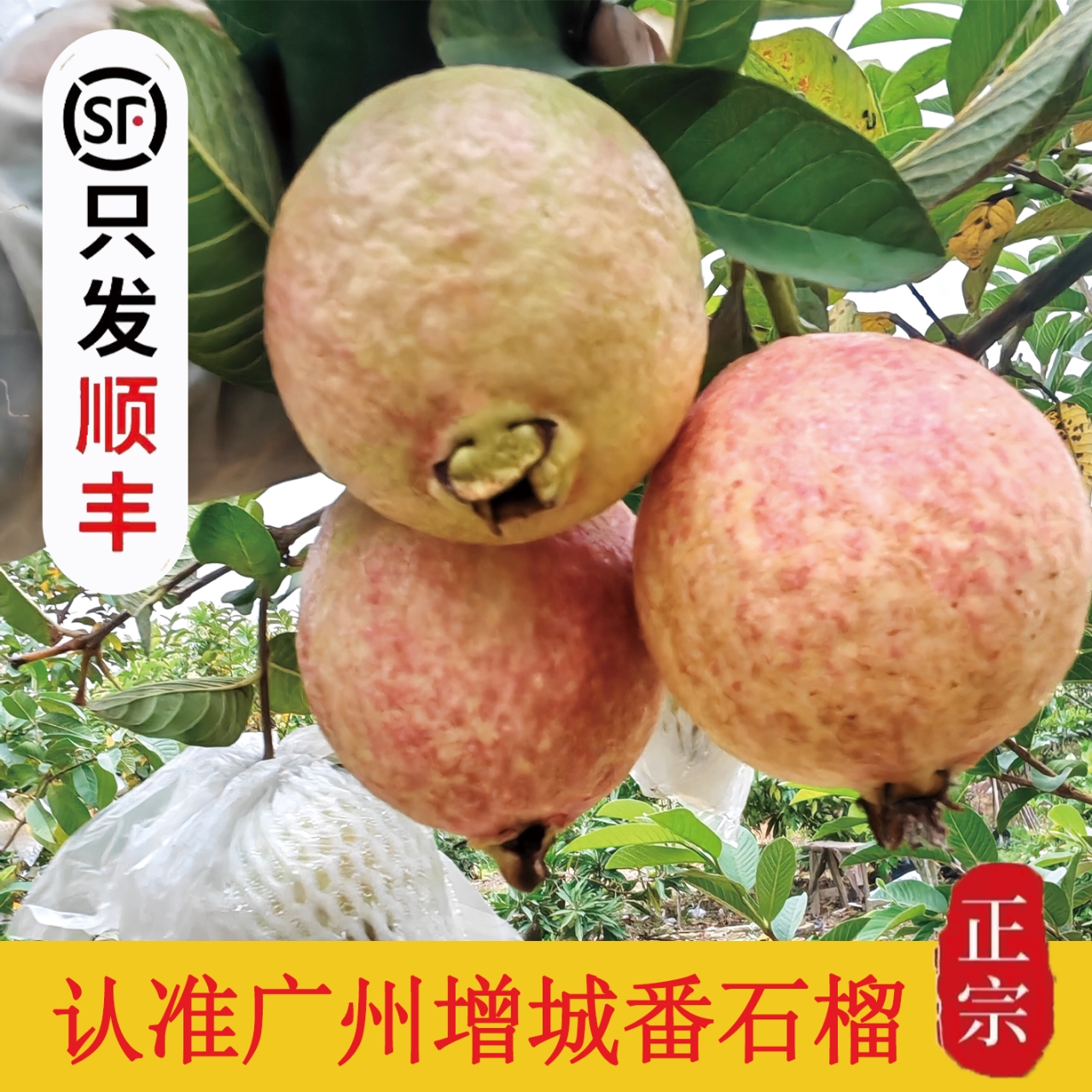 广东增城四季胭脂红番石榴软糯低糖现摘应季水果顺丰包邮番石榴