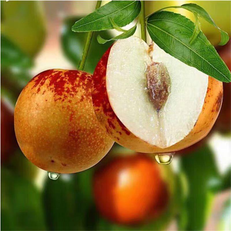 冰糖脆枣嫁接苗特大果树苗盆栽地栽南方北方均可种植